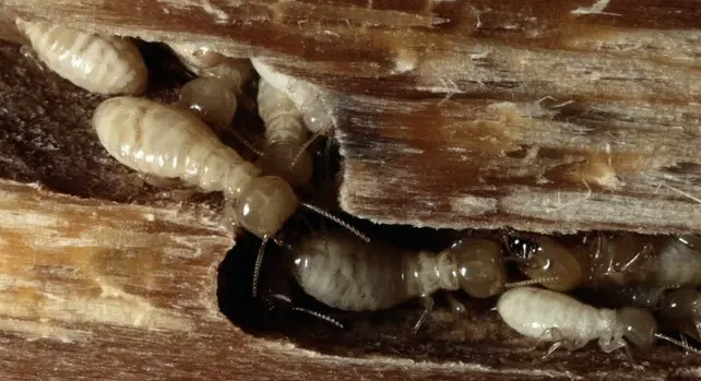 Cara Kerja Jasa Anti Rayap dalam Membasmi Koloni Rayap